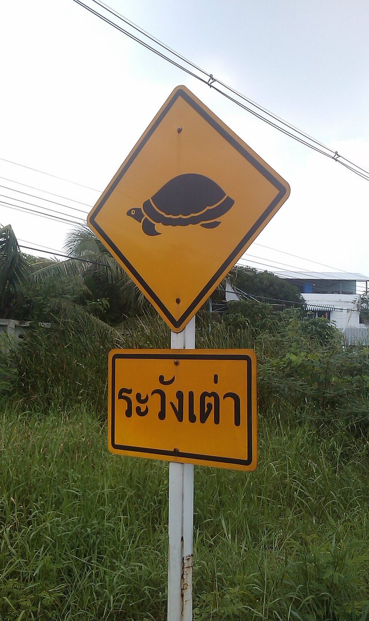Yellow Thai road warning sign reading ระวังเต่า (rá-wang dtào, 