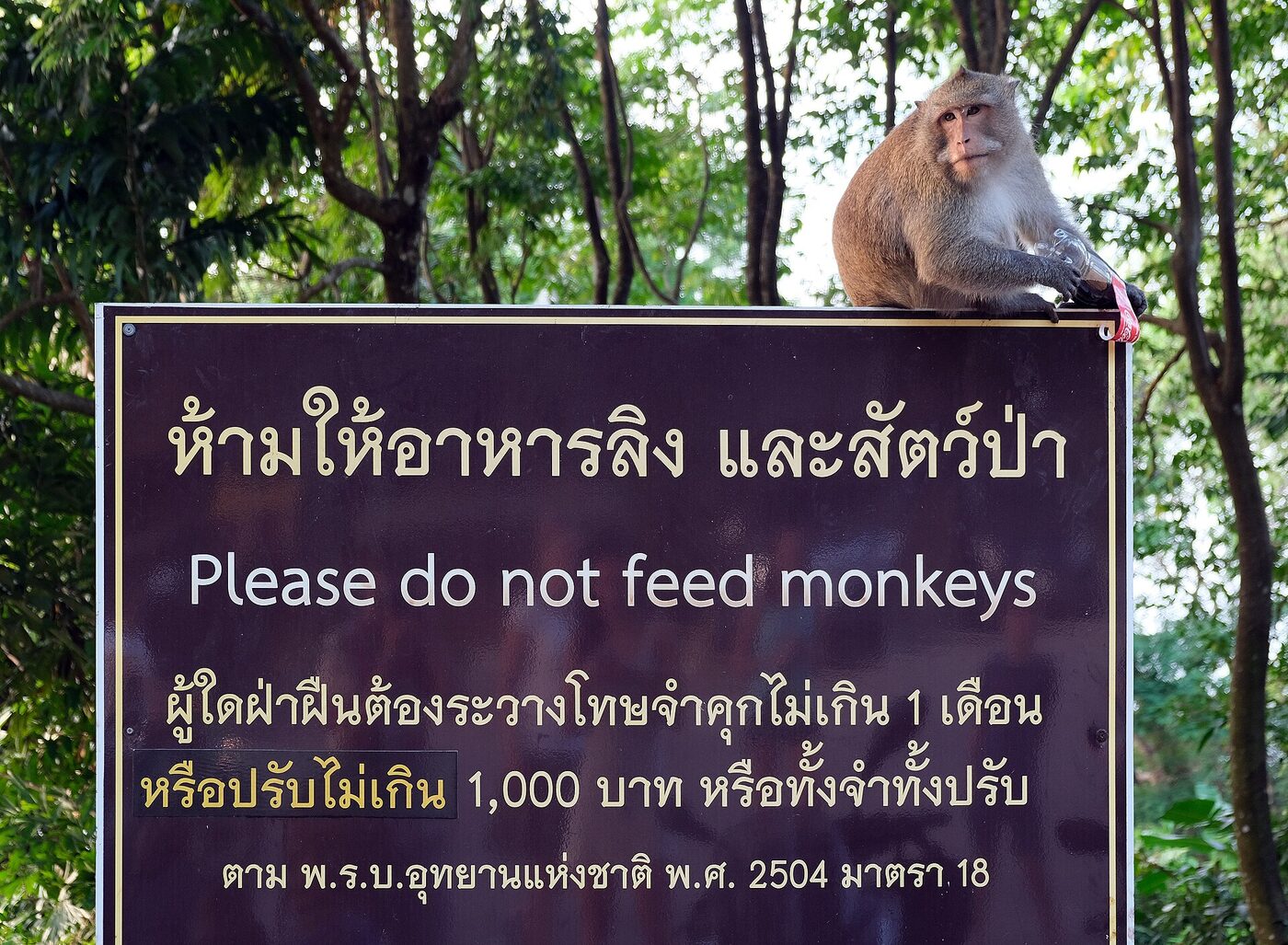 Purple bilingual sign at Kai Bae viewpoint Koh Chang Thailand reading ham hai ahan ling in Thai script with please do not feed monkeys underneath and a macaque sitting on top