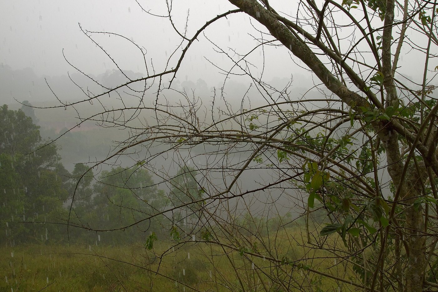 Tropical monsoon rain falling over misty grassland and forest at Khao Yai National Park in Thailand during the Thai rainy season