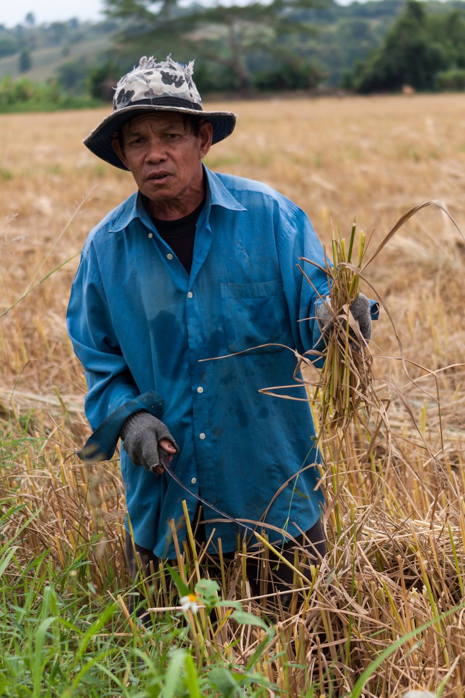 Thai rice farmer in a blue shirt and cloth hat cutting rice stalks by hand with a sickle in a field near Mae Chan, Chiang Rai, Thailand