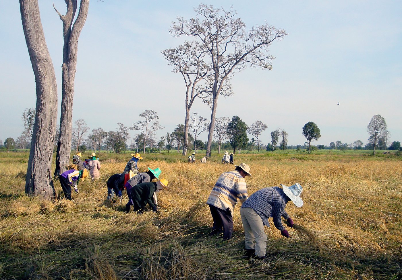 Group of Thai farm workers in wide-brimmed hats harvesting rice by hand in a dry paddy field in Surin province, north-east Thailand