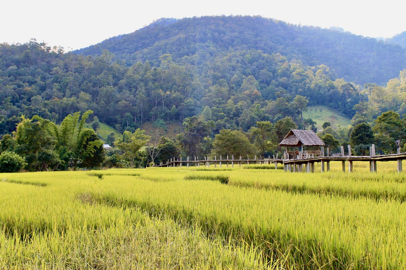 Green rice paddy field with a wooden walkway and hut below forested hills in northern Thailand, used to learn Thai vocabulary for rice and farming