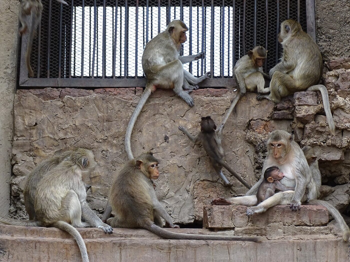Troop of long-tailed macaque monkeys ling sitting on the walls of Prang Sam Yot the monkey temple in Lopburi Thailand