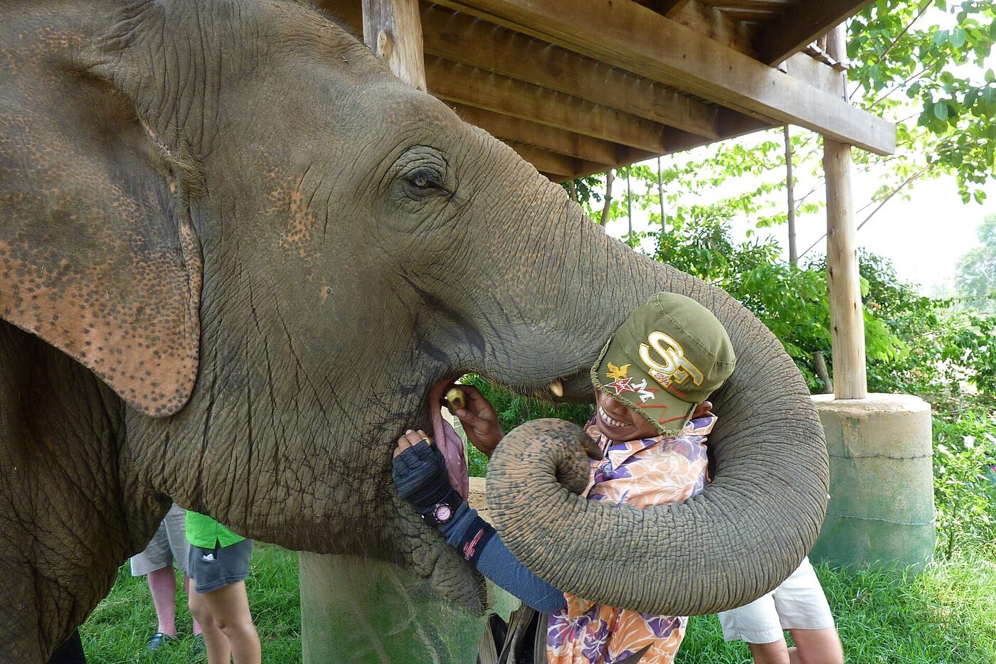 Thai mahout khwan chang feeding an elephant by hand at a sanctuary near Chiang Mai Thailand