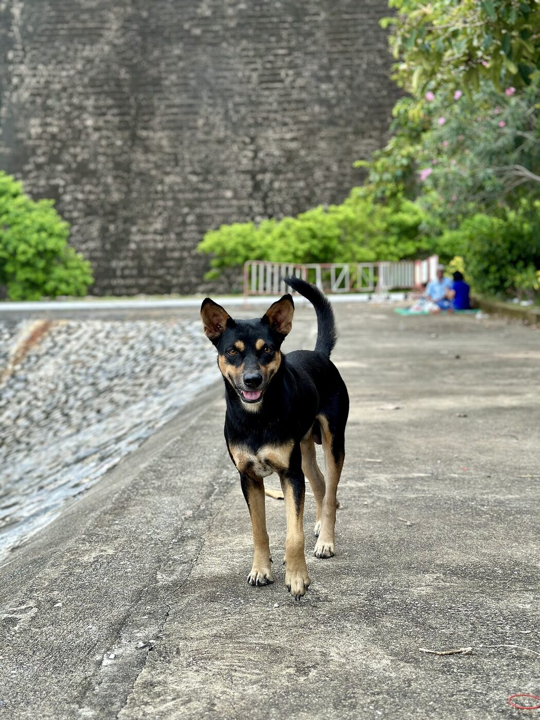 Friendly Thai soi dog maa jon jat standing on a path at Khun Dan Prakan Chon Dam in Nakhon Nayok Thailand