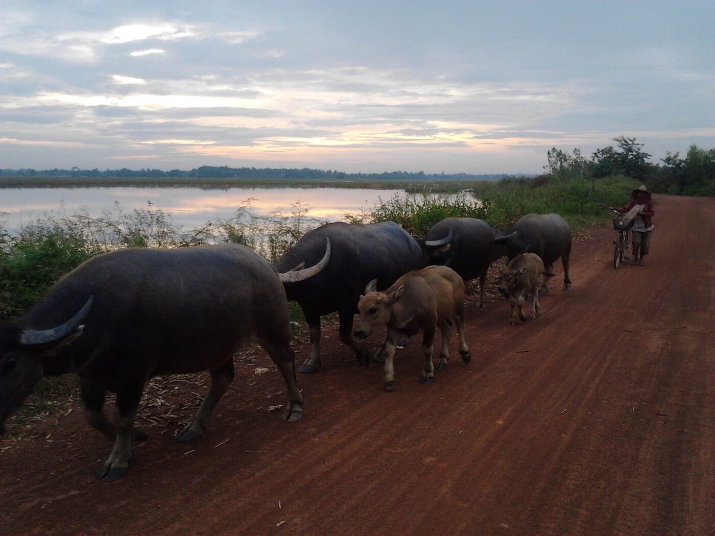 Herd of water buffalo khwai walking along a red dirt road beside a flooded rice field at dusk in Nong Khai Thailand